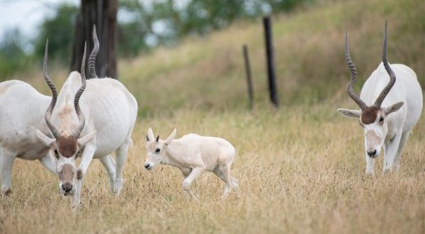 Le Safari de Peaugres contribue à sauver les addax