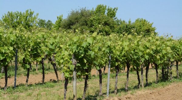 Œnotourisme et développement rural, une conférence mondiale au Portugal les 9 et 10 septembre