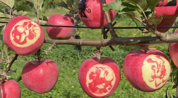 Des pommes marquées dédiées à Astérix pour  la 59e Fête des Jardins et des Saveurs de Laquenexy 