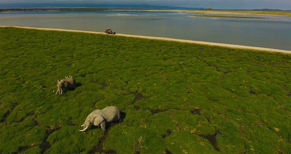 Contribuer à protéger les éléphants du Kenya