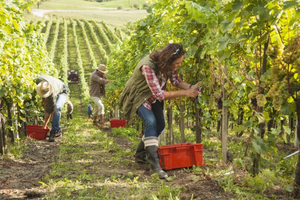 Cumuler vendanges et RSA en Côte d’Or