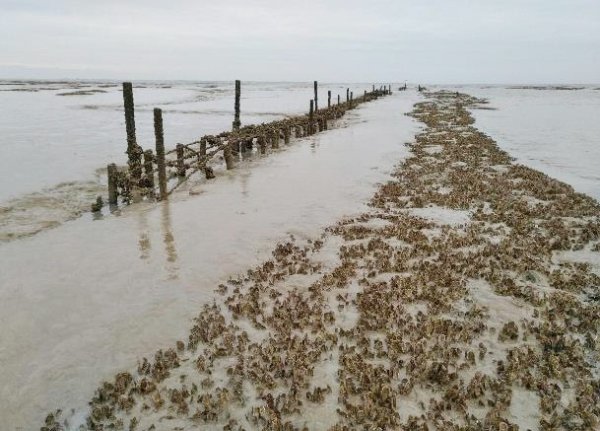 Baie de l’Aiguillon&nbsp;: un chantier unique en Europe pour restaurer les vasières